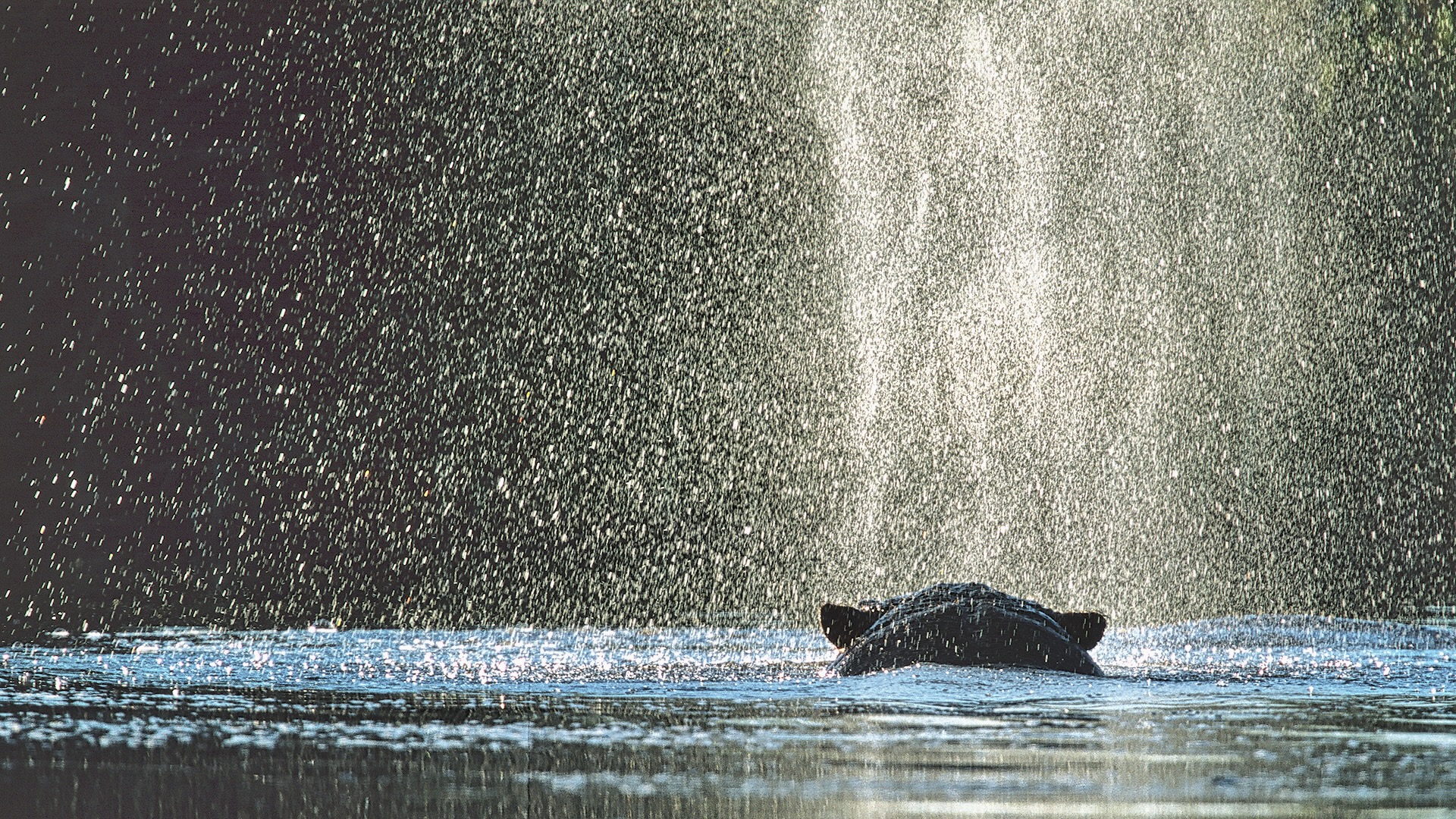 Gabriela Staebler | Flusspferd